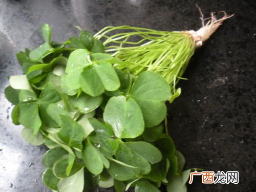 炸酱草怎么养护和种植,紫色炸酱草怎样过冬？