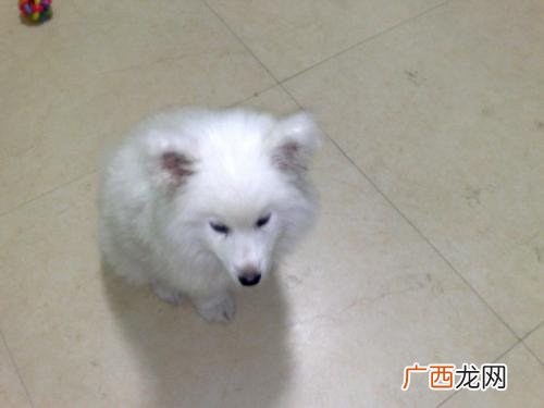 成年萨摩耶犬身长是多少,成年萨摩耶有多重？