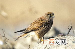 红隼的特点,红鸟是几级保护动物？