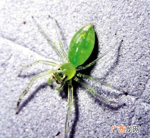 绿色的蜘蛛是什么品种,北方常见的绿色蜘蛛是什么品种？