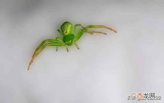 绿色的蜘蛛是什么品种,北方常见的绿色蜘蛛是什么品种？