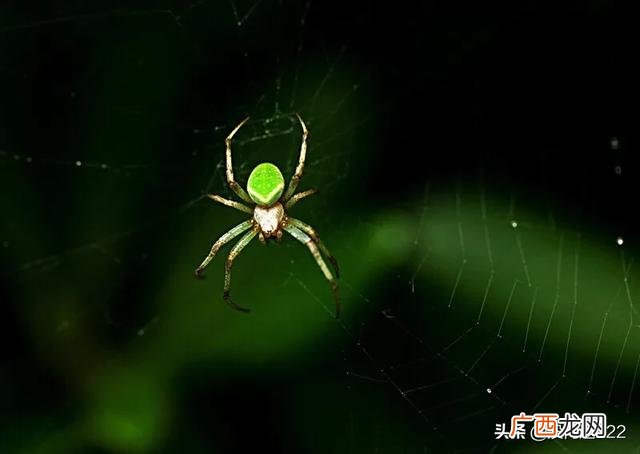 绿色的蜘蛛是什么品种,北方常见的绿色蜘蛛是什么品种？