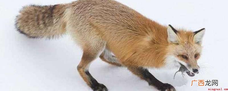狐狸是哺乳纲食肉目犬科狐下属的动物 狐狸吃老鼠吗