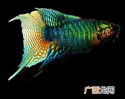 斗鱼怎么养斗鱼的养殖方法,斗鱼饲养方法及注意事项？