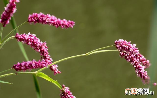 蓼汀花溆是什么意思,贾宝玉为大观园几点命名？