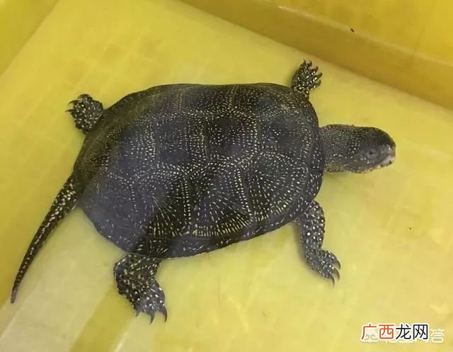 可以深水养殖的乌龟有哪些,深水龟最好养的平民品种有哪些?