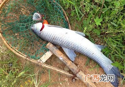 钓青鱼用什么饵料,蚕豆钓黑鲩青鱼制作方法？