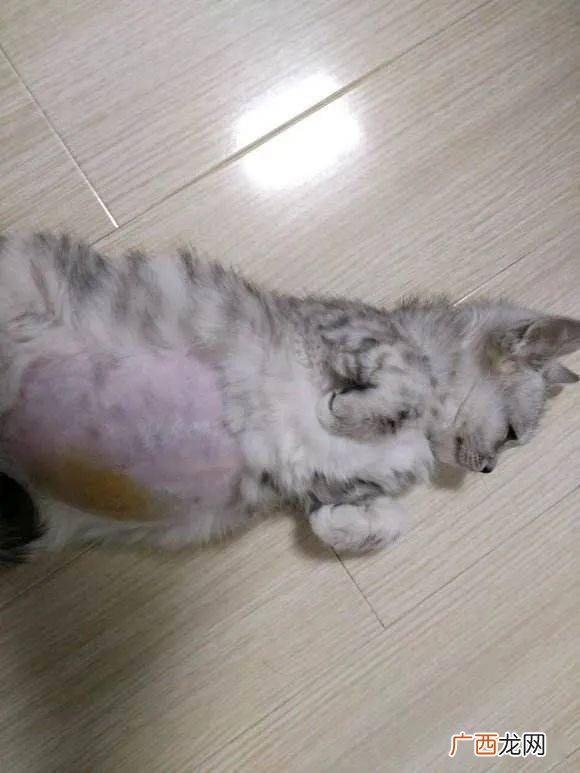 猫传腹是怎么引起的,猫传腹对人有影响吗？