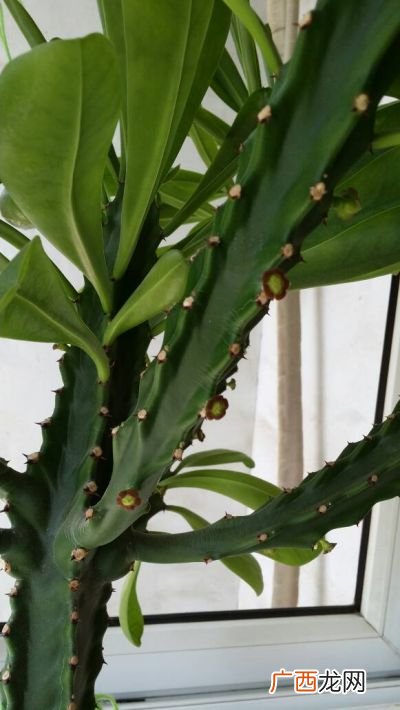 仙人掌属于哪种植物,仙人掌是著名的旱生植物没有水也可以成活？