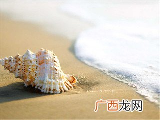 怎么形容贝壳又什么又什么,三年级形态各异的贝壳描写？