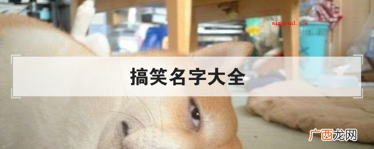搞笑名字大全:回家养殖算勒、功能键致伤、郑射你没罪、我猥亵、 搞笑名字大全