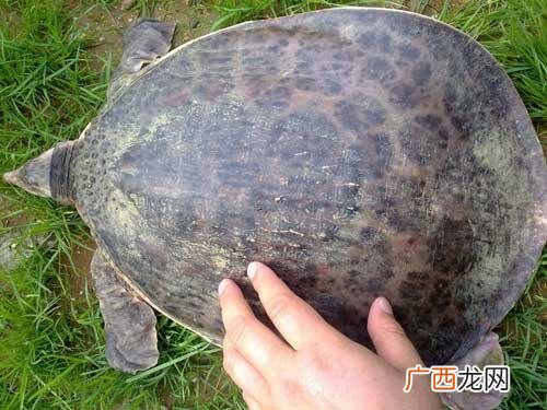 老鳖吃什么食物,甲鱼吃什么食物？