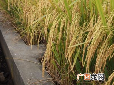 谷子是什么,什么是汉谷子？