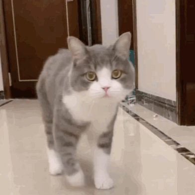非常适合有孩子家庭的六种猫 什么猫对小孩最友善