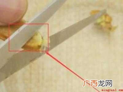 蟹钳怎么吃里面的肉