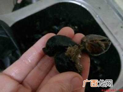 海虹中间的草怎么去掉