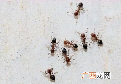 如何彻底杀死蚂蚁,怎么杀蚂蚁最快最干净？