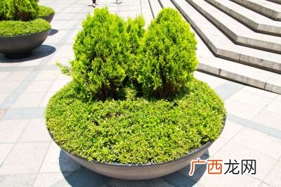 校园花坛里一般种什么植物,春天来了，校园里的花草树木有什么变化？