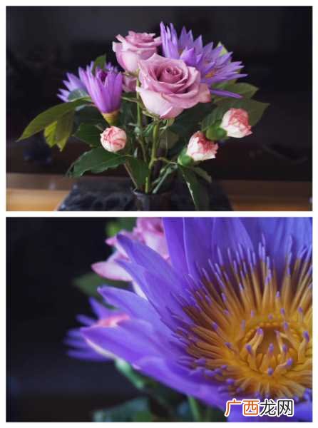 花有哪些含义,花的数量分别代表什么意思？