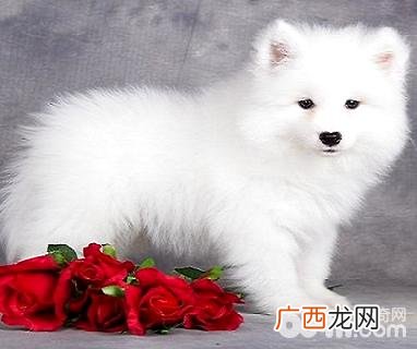 雪橇狗吃什么,成年阿拉斯加除了狗粮吃什么好呢？
