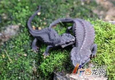 镇海棘螈属于什么类动物,火蜥蜴，是国家几级保护动物