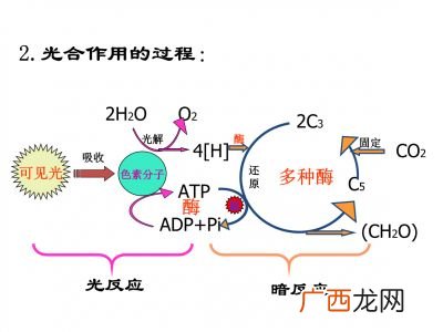 光合作用过程,光合作用可分为哪三大过程，各过程中能量是如何转化的？