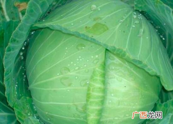 大头菜和橄榄菜的营养价值区别 大头菜和橄榄菜的区别
