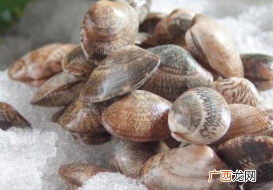 花蛤和花贝的营养价值区别 花蛤和花贝的区别