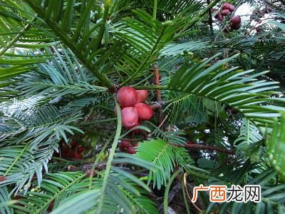 榧树和粗榧的区别,中国粗榧有几个品种？