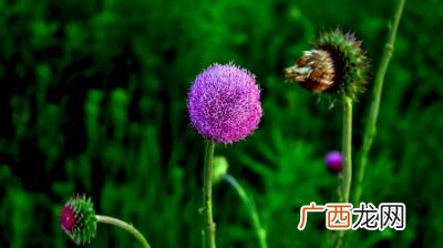 紫色蒲公英有什么含义,蒲公英画有什么讲法？