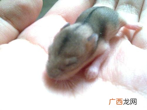 仓鼠生宝宝后怎么照顾,仓鼠幼崽怎么处理？