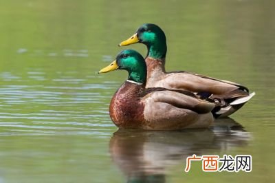 鸭子英语单词怎么读,鸭的英语怎么读怎么写？