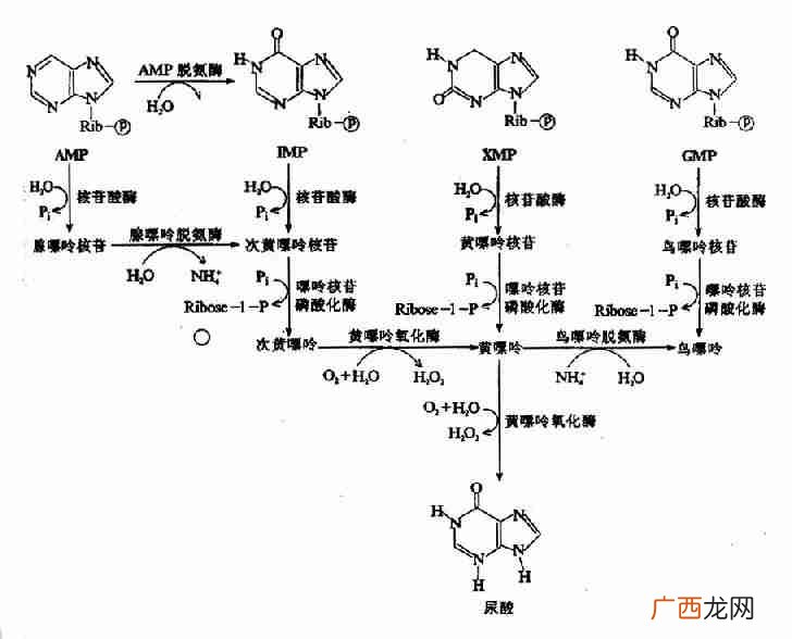 腺苷脱氨酶是什么意思,ada是什么的缩写？