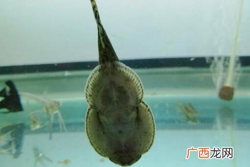 吸鳅吃什么,方氏吸鳅吃什么？