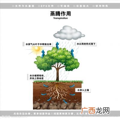 蒸腾作用对于植物具有什么意义,通过蒸腾作用可以看到什么现象？