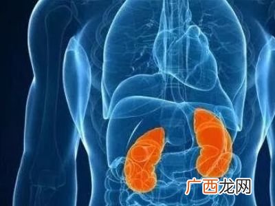 腰子是什么部位,腰子是哪里？