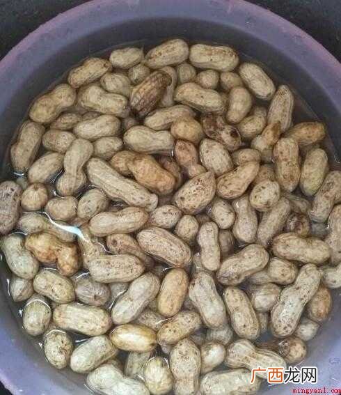 嫩嫩的花生汁多好吃,而且花生的营养价值高 煮花生怎么煮
