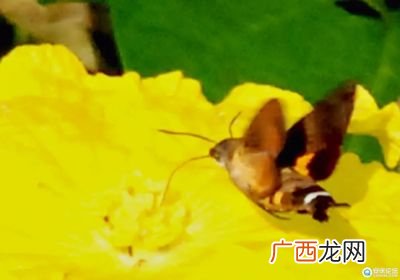 蜂鸟鹰蛾是国家二级保护动物吗,长蝝蜂蛾吃叶子吗？