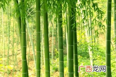 竹子花开节节高什么意思,竹子节节高的上一句？