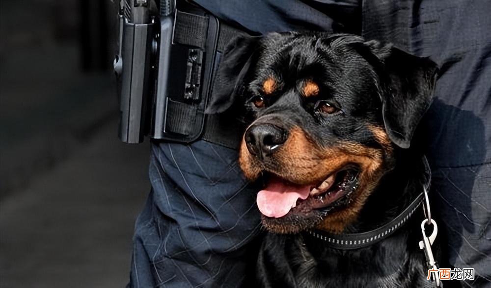 警犬之王罗威纳为何会上禁养名单 为什么很少人养罗威纳