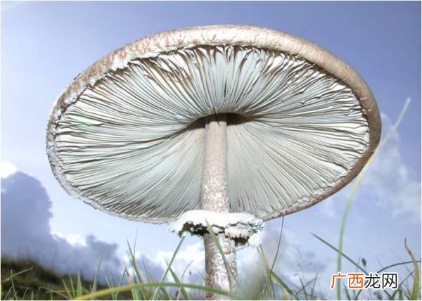 蘑菇跟雨伞怎样写成比喻句,什么的雨伞像蘑菇？