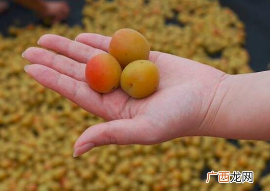 黄梅和乌梅的营养价值区别 黄梅和乌梅的区别