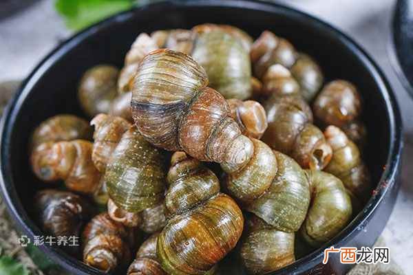 田螺怎么洗最快最干净