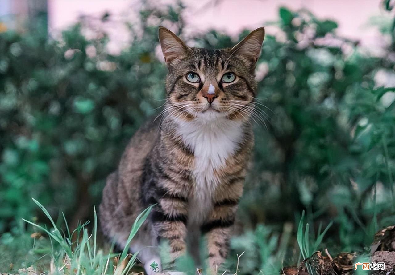 饲养狸花猫的注意事项 养狸花猫需要注意什么