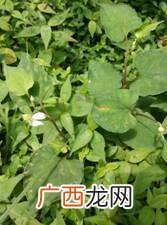 什么植物的根是须根,青菜、小麦的根是须根吗？