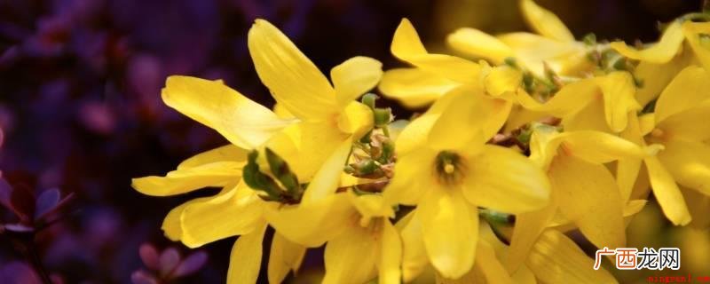 春天开的花有迎春花、杜鹃、牧丹、山茶花、桃花等 春天什么花开