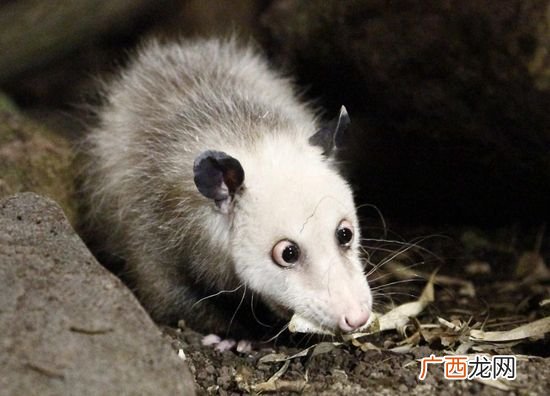 负鼠是什么动物,负鼠能养吗？