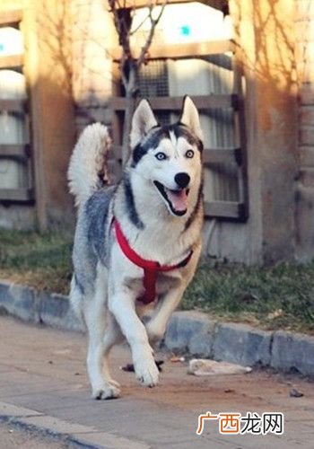 哈士奇吃什么好,哈士奇吃什么狗粮？