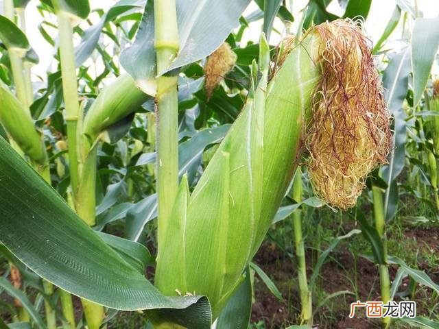 怎样种植玉米,如何种植玉米？