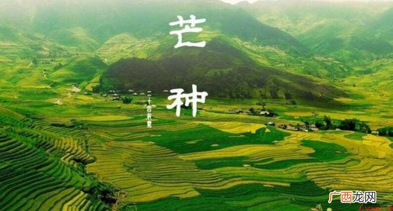 芒种是什么季节的节气